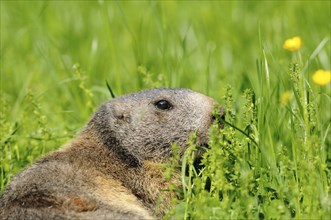 Close-up of an Alpine marmot (Marmota marmota) in a flowering meadow, Germany, Europe