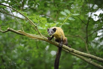 Yellow-throated marten (Martes flavigula) in a forest, captive