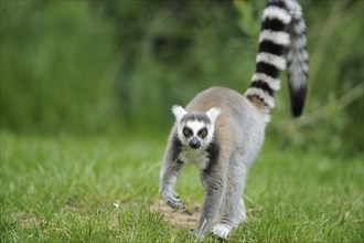 Ring-tailed lemur (Lemur catta) on a meadow, captive, Zoo Augsburg