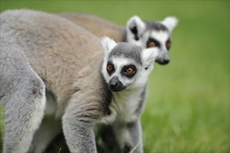 Ring-tailed lemur (Lemur catta) on a meadow, captive, Zoo Augsburg