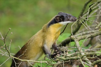 Yellow-throated marten (Martes flavigula) in a forest, captive