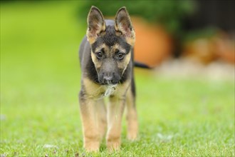 A cute German Shepherd Shorthair puppy runs on the green grass, Bavaria