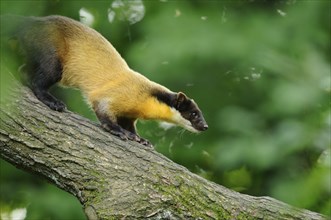 Yellow-throated marten (Martes flavigula) in a forest, captive