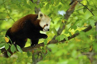 Red panda (Ailurus fulgens) on a bough, captive