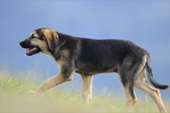 Mixed breed puppy running on a green meadow, Bavaria