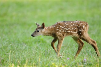 Sika deer (Cervus Nippon) calf running in a meadow, captive, Germany, Europe