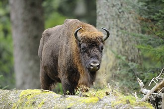 European bison (Bison bonasus) walking in a forest, Bavarian Forest National Park