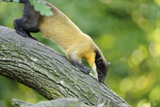 Yellow-throated marten (Martes flavigula) in a forest, captive