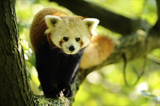 Red panda (Ailurus fulgens) on a bough, captive