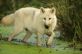 Arctic wolf (Canis lupus arctos) in a pond, captive, Germany, Europe