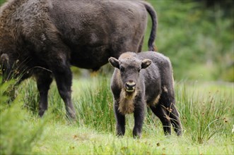 European bison (Bison bonasus) calf standing in a forest, Bavarian Forest National Park