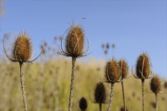 Wild teasel (Dipsacus fullonum, or Dipsacus sylvestris) on a sunny day, Bavaria