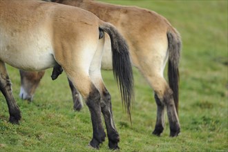 Przewalski's horse (Equus ferus przewalskii) Hintern auf einer Wiese, Bayern