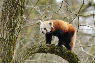 Red panda (Ailurus fulgens) on a bough, captive