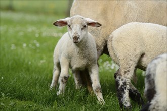 Domestic sheep (Ovis orientalis aries) lamb on a flower meadow, Bavaria