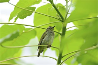 Red-legged honeycreeper (Cyanerpes cyaneus) female on a tree branch, captive