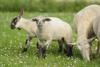 Domestic sheep (Ovis orientalis aries) lambs on a flower meadow, Bavaria