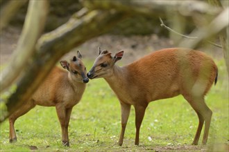 To Natal red duiker (Cephalophus natalensis) kissing in a forest