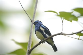 Turquoise tanager (Tangara mexicana) sitting on a branch, captive, naturally in Brazil