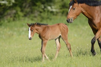 A foal and an adult horse Bavarian Warmblood on a green meadow, Bavaria