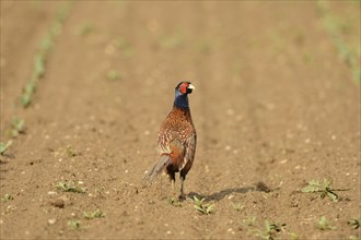 Common pheasant (Phasianus colchicus) stands on a field, wildlife, Styria