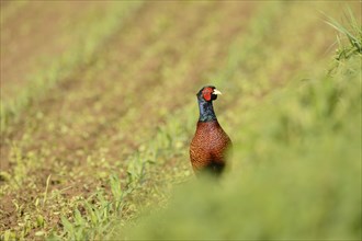 Common pheasant (Phasianus colchicus) stands on a field, wildlife, Styria