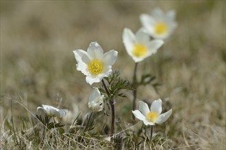 Alpine pasqueflower (Pulsatilla alpina) flowers on a meadow in the alps, Styria