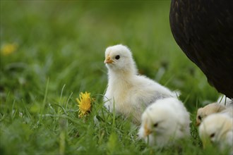 Domestic fowl, Gallus gallus domesticus, chicks in a meadow, Bavaria