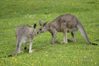 Two Eastern grey kangaroos (Macropus giganteus) kissing on a meadow on a rainy day