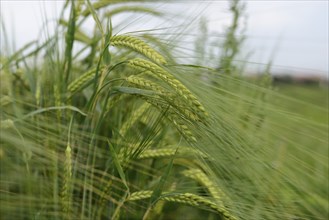 Close-up of a Barley (Hordeum vulgare) field, Bavaria