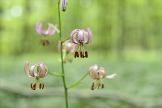 Close-up of a Martagon lily (Lilium martagon) flowering in a forest surrounded by green foliage,