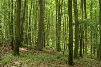 Dense green forest with tall trees and abundant foliage, Bavaria