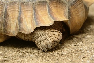 Feet of a Galapagos giant tortoise (Chelonoidis niger) close-up
