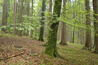 Green moss-covered trees in a damp forest atmosphere, Bavaria