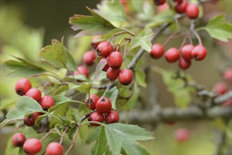 Common hawthorn (Crataegus monogyna) berries on a branch, Bavaria