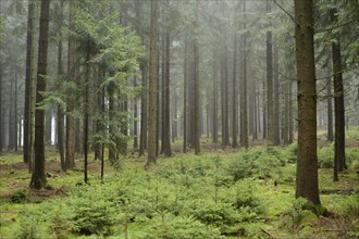 Misty forest with tall pine trees, dense greenery, and a calm atmosphere, Bavaria