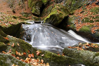 A gentle waterfall in a stream, flowing over moss-covered rocks, surrounded by autumn leaves,