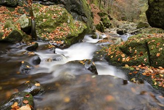 Stream with running water flowing through a rocky autumn landscape, covered with colourful leaves,