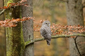 Close-up of a Ural Owl (Strix uralensis) in autumn in the bavarian forest