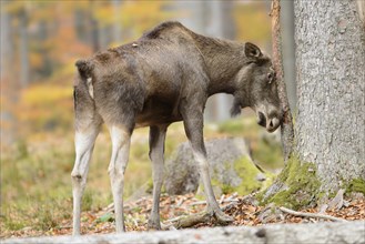 Eurasian elk (Alces alces) cow standing beside a tree trunk in autumn in the Bavarian Forest