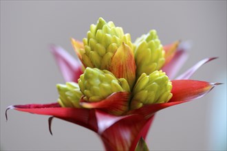 Close-up of an exotic flower with red petals and green spikes, showcasing its intricate details