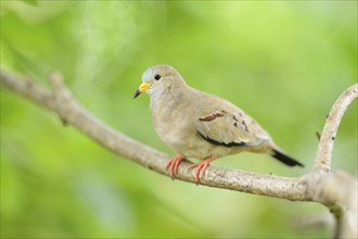 Close-up of a Croaking Ground Dove (Columbina cruziana) in a tropical house, Germany, Europe