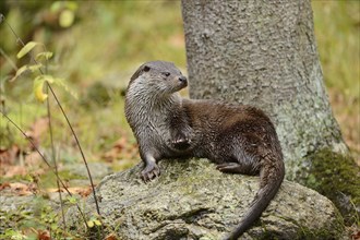 Close-up of a European otter (Lutra lutra) in autumn in the bavarian forest