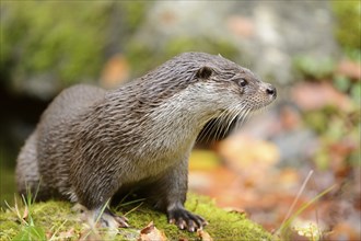 Close-up of a European otter (Lutra lutra) in autumn in the bavarian forest