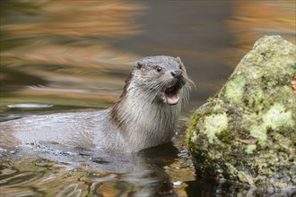 Close-up of a European otter (Lutra lutra) in autumn in the bavarian forest