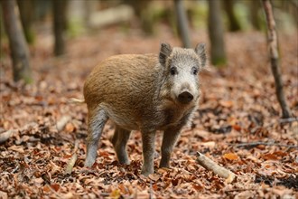 Close-up of a Wild boar or wild pig (Sus scrofa) in autumn in the bavarian forest