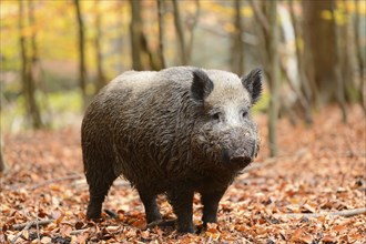 Close-up of a Wild boar or wild pig (Sus scrofa) in autumn in the bavarian forest