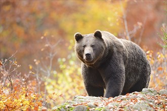 Eurasian brown bear (Ursus arctos arctos) walking on a rock in an autumn forest with colorful