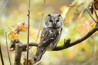 Close-up of a Boreal Owl (Aegolius funereus) in autumn in the bavarian forest