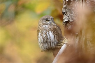 Close-up of a Sperlingskauz (Glaucidium passerinum) in autumn in the bavarian forest